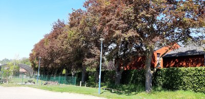 13 Erables planes "Schwedleri" école communale d'Antheit