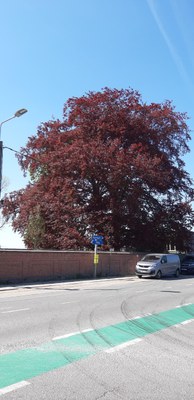 2 Hêtres pourpres nouvelle école de Vinalmont
