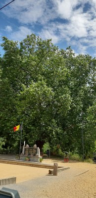 Platane commun place du monument aux morts à Huccorgne