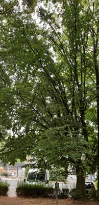 Tilleul argenté et Charme commun dans le parc du château à l'Horloge à Bas-oha