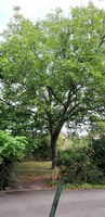 Tilleul jardin du presbytère église de Wanze