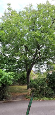 Tilleul jardin du presbytère église de Wanze