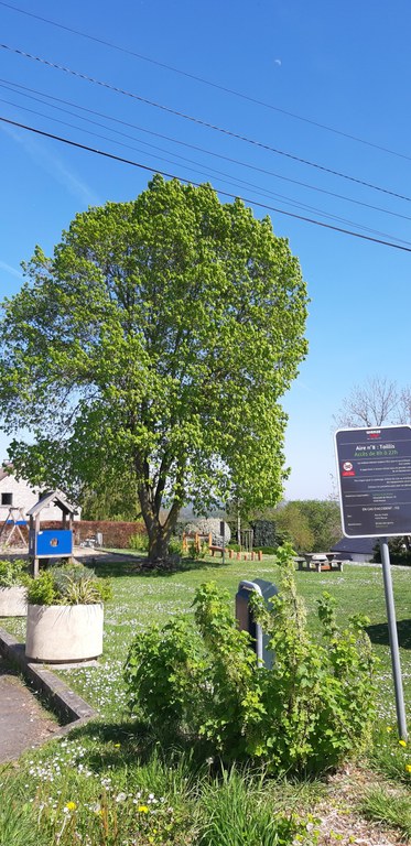 Tilleul rue du Taillis à Moha