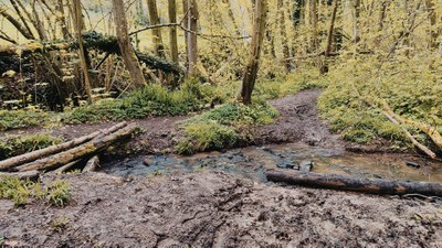 Source de l'Arène (ou de la Reine) - Vinalmont
